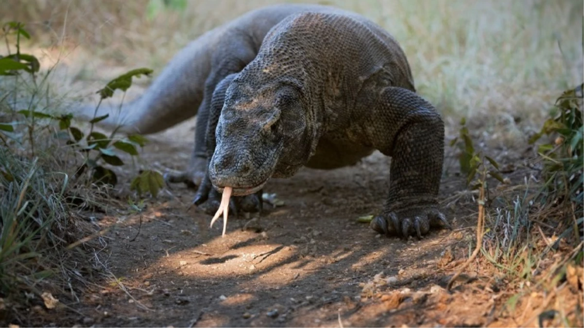 Bilim insanlarından Komodo ejderleriyle ilgili şaşırtan keşif